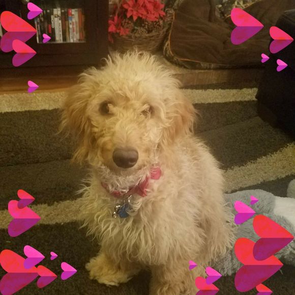 Meet your Posher, Aimee - Picture 1 of 1